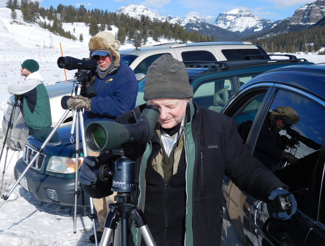 Wolf watchers